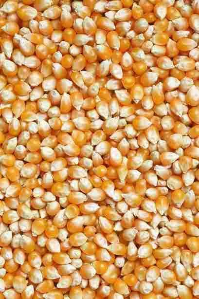 Yellow Corn